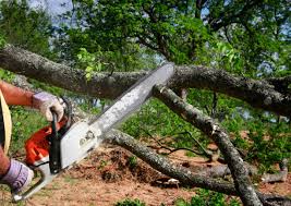 Best Palm Tree Trimming  in Stone Mountain, GA