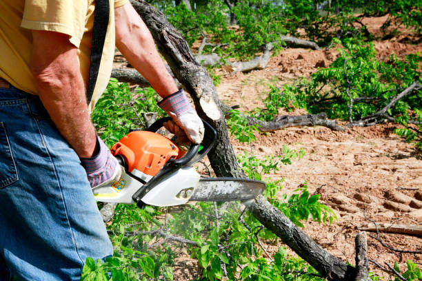 How Our Tree Care Process Works  in  Stone Mountain, GA